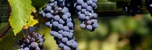 malbec-uva-vino-tinto