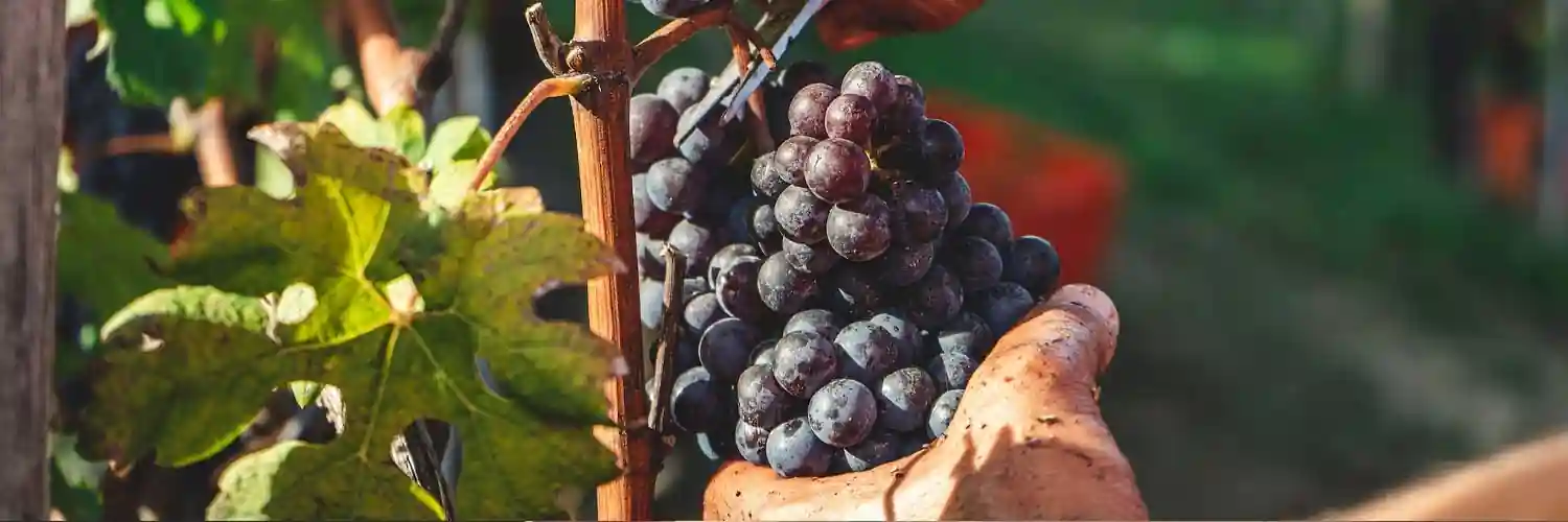 vino-tinto-Pinot-Noir