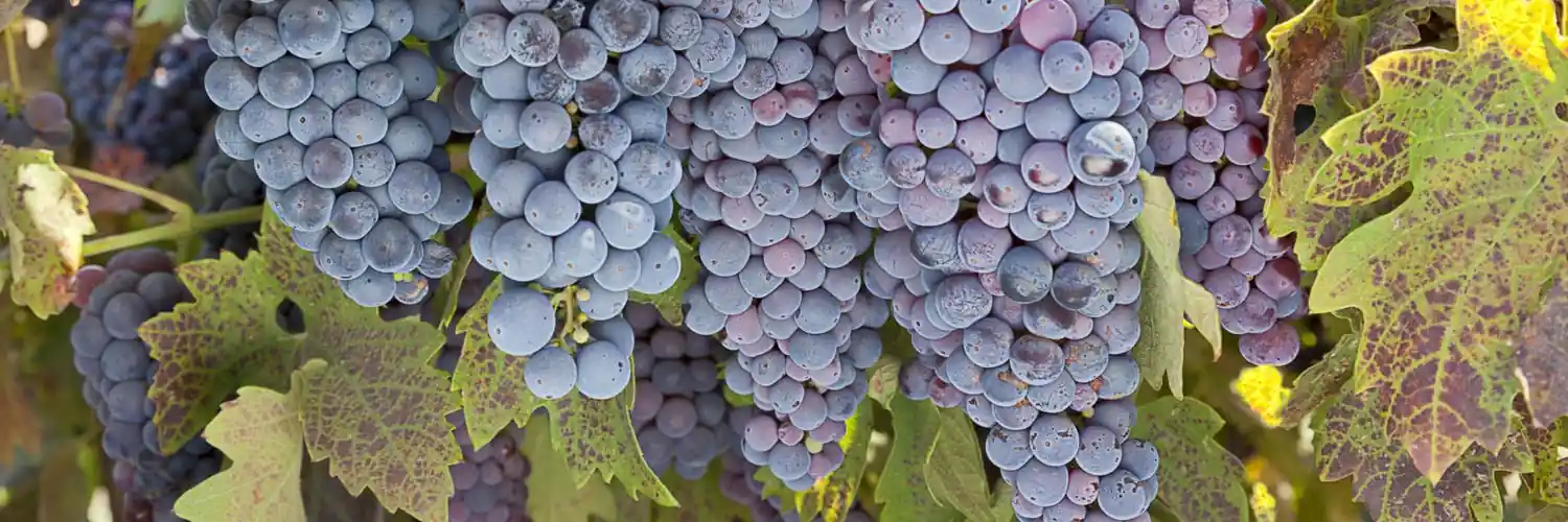 vino-tinto-uva-Zinfandel
